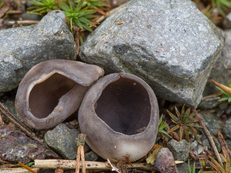 Hevella leucomelaena